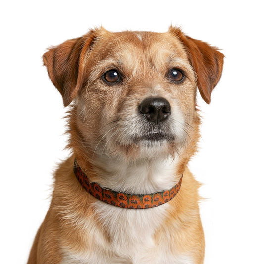 Orange wildflower Clip-On Pet Collar — Adjustable Stylish Dog Collar