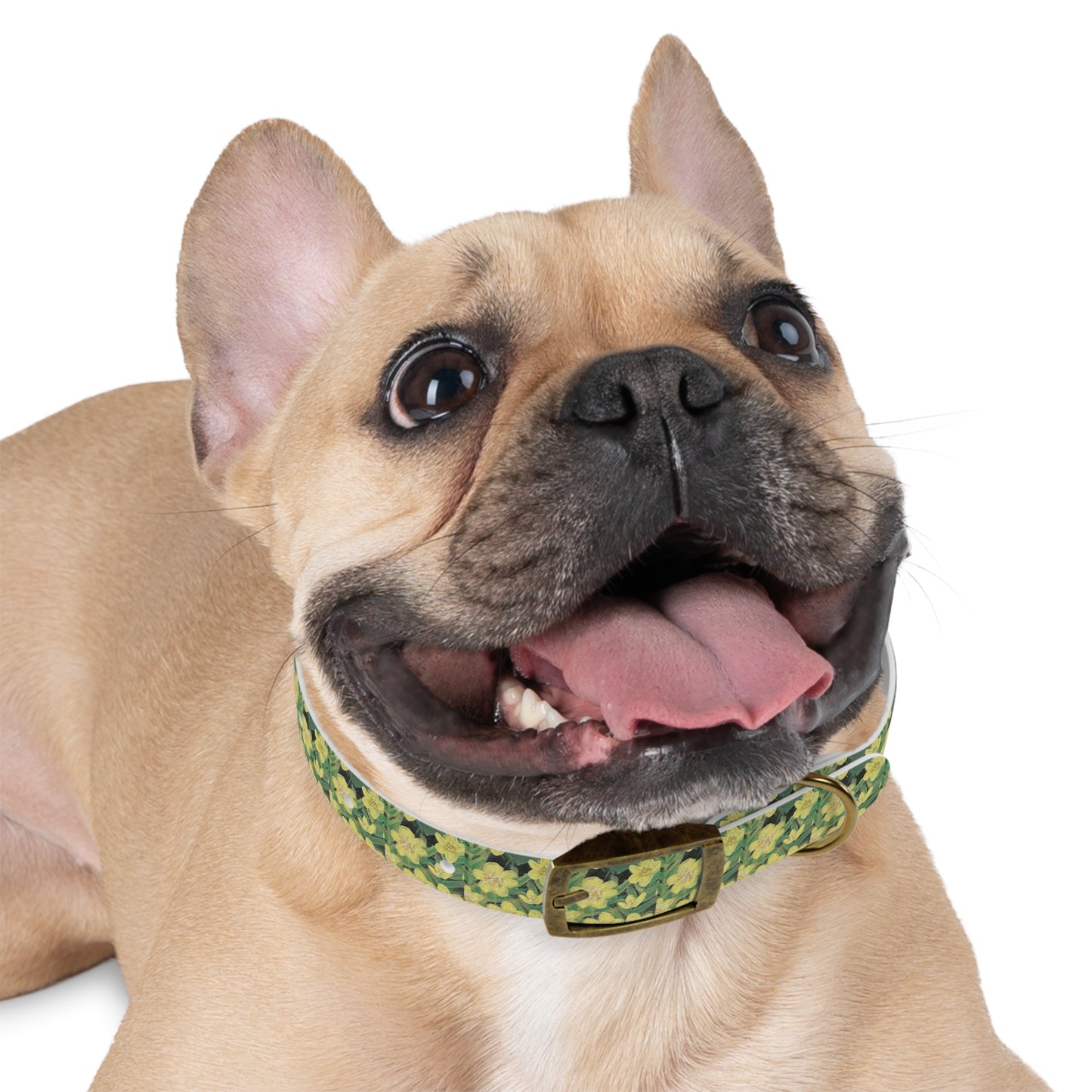 Yellow Floral Dog Collar — Spring Daffodil Pattern for Small & Medium Dogs