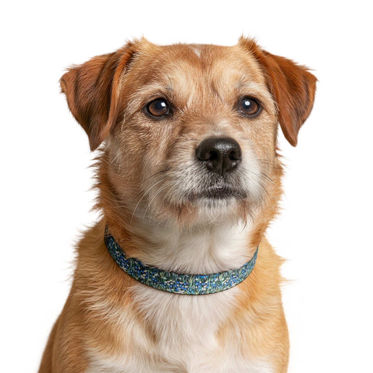 Clip-On Dog Collar — Blue hour bloom Adjustable Pet Collar with Quick-Release Buckle